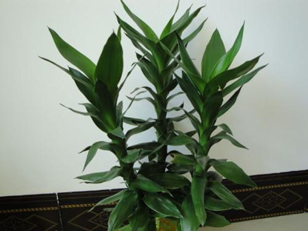 冬季室内放什么植物最好养活