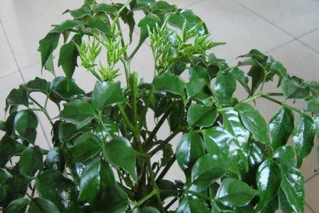 幸福树怎么生根水培