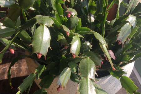 蟹爪兰花蕾期施什么肥