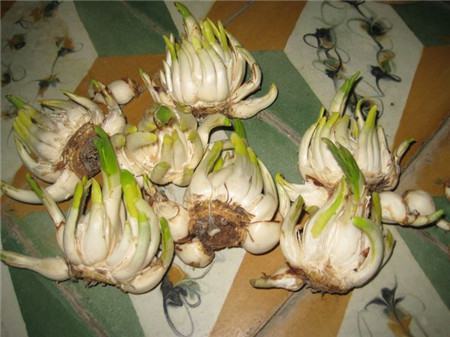 如何挑选南美水仙球(南美水仙用什么施肥)