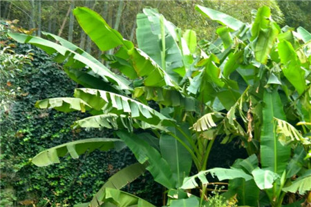 68岁爷爷1万块打造最美私家花园老外都慕名而来！