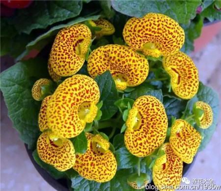 过年摆什么花运气好