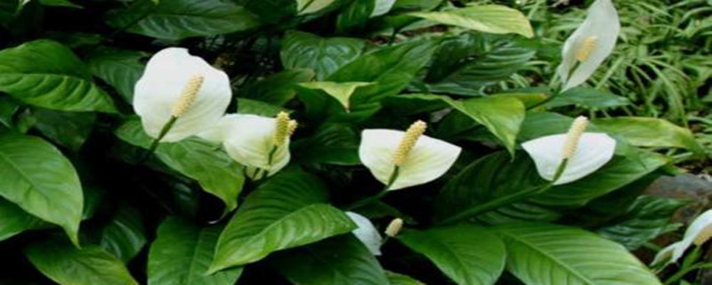 白鹤芋几月开花(白鹤芋什么时候开花)