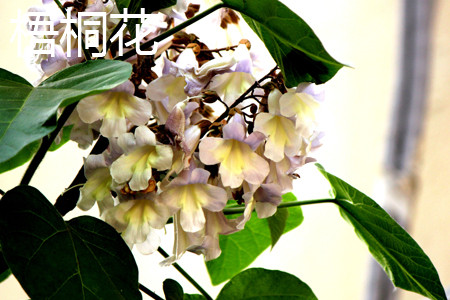 梧桐与泡桐区别