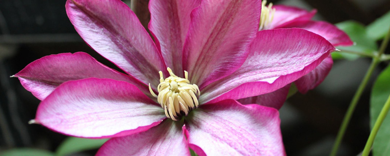 铁线莲春季修剪(铁线莲春天怎么修剪)