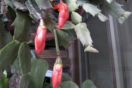 蟹爪兰花蕾期施什么肥