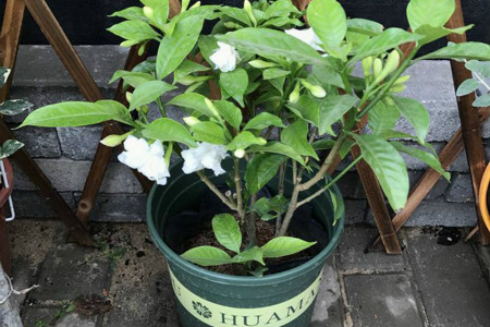 丁香花栽植技术