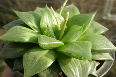 什么植物可以养很久