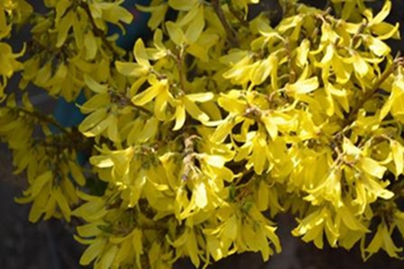 连翘盆景的制作与养护方法图片