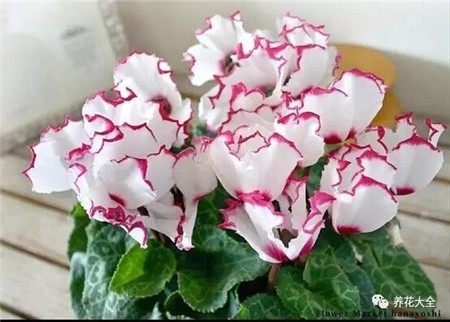 过年摆什么花运气好