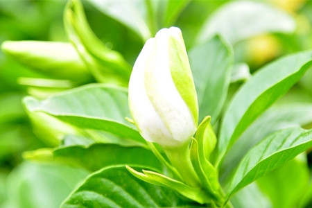 栀子花有毒吗 适合在室内养吗