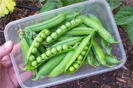 菜园如何种菜跟花