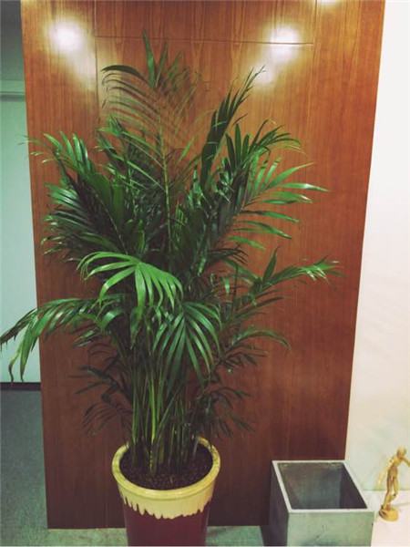 过年摆什么花运气好