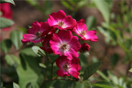 地被月季怎么种合适