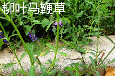 柳叶马鞭草的花语