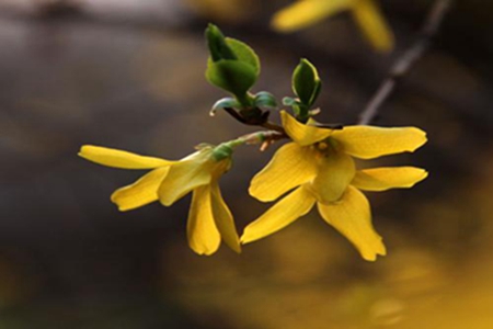 连翘盆景的制作与养护方法图片