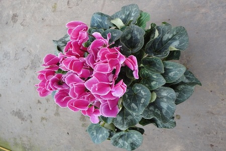 仙客来夏天怎么养才不黄叶