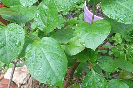 紫苏是什么植物图片