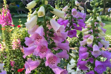 68岁爷爷1万块打造最美私家花园老外都慕名而来！