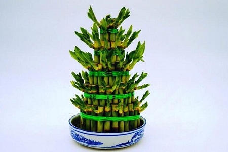 富贵竹放9支好不好