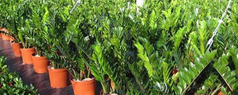 金钱树如何分株(金钱树怎么分株)