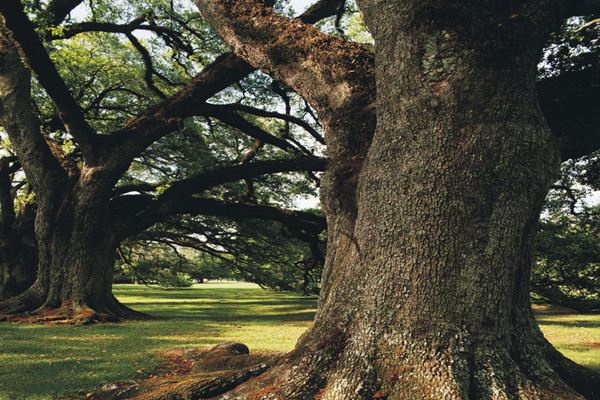 橡树的花语和文化含义(橡树 花语)