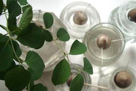 牛油果怎么种植