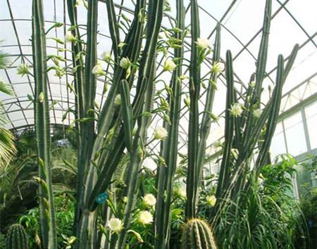 量天尺病害照片