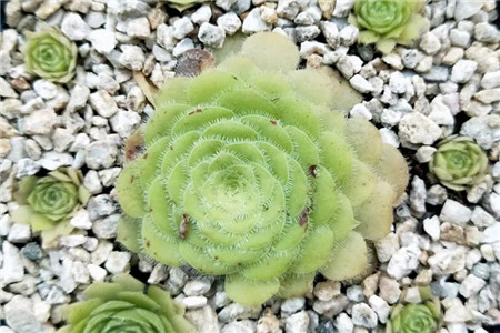 多肉摊大饼什么意思