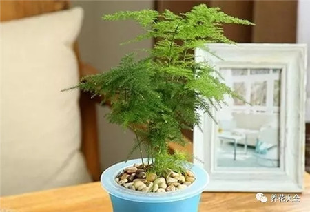 过年摆什么花运气好