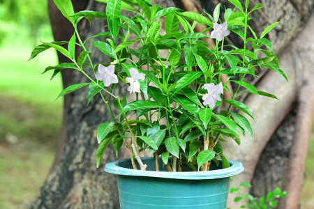 丁香花栽植技术