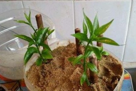 腊梅花的繁殖方法