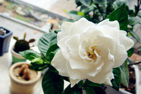 栀子花有毒吗 适合在室内养吗