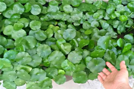 爆炸花是什么花