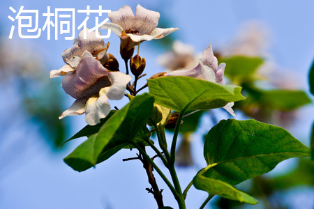 梧桐与泡桐区别