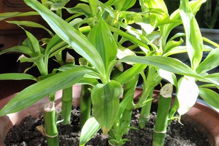 富贵竹放9支好不好