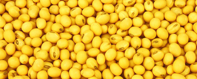 长寿花肥料如何自制(长寿花怎么上肥料)