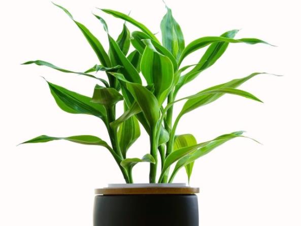 富贵竹多久换一次水根据情况10-15天换一次水(富贵竹多久换一次水最好)