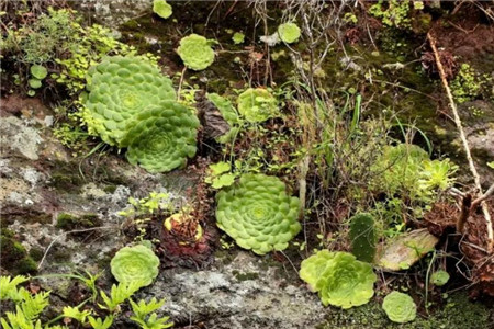 多肉摊大饼什么意思
