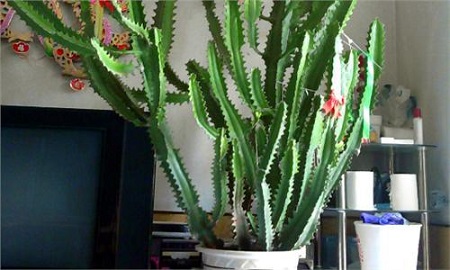 龙骨花病虫害有哪些