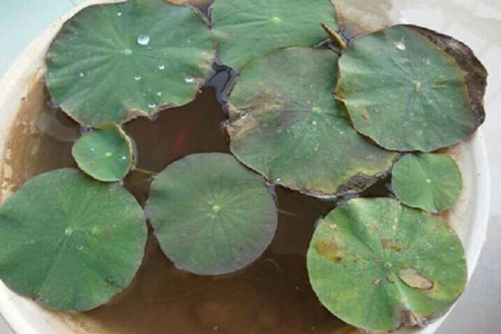 碗莲叶子发黑腐烂还能成活吗