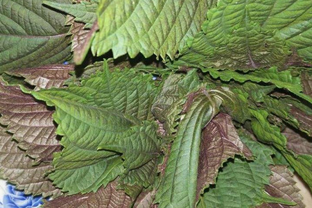 紫苏是什么植物图片