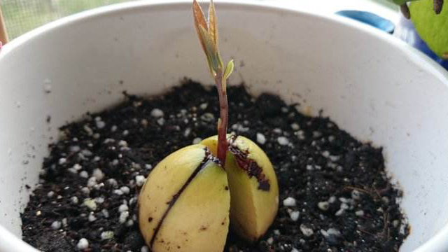 牛油果怎么种(牛油果怎么种植)