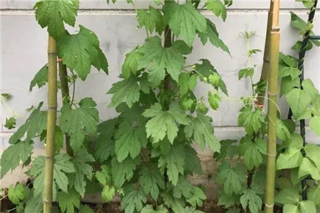 菜园如何种菜跟花