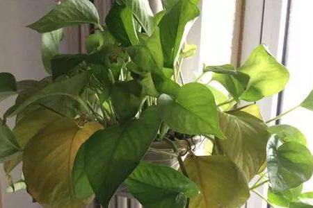 绿萝有点蔫了怎么办小妙招