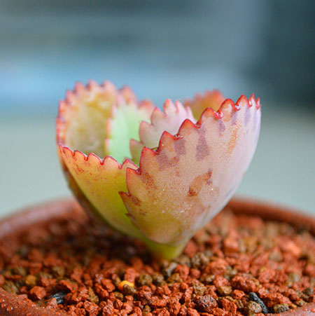 多肉不死鸟的学名