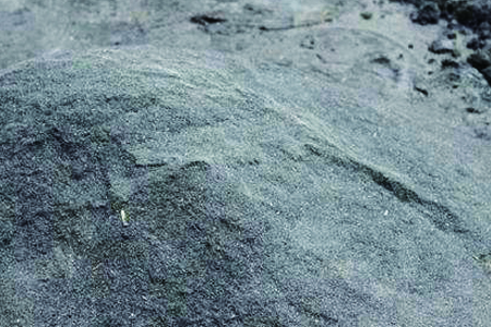 发财树只剩下根怎么才能让发枝芽