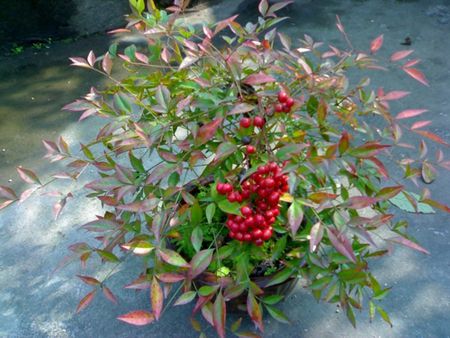 南天竹冬天可以移栽吗