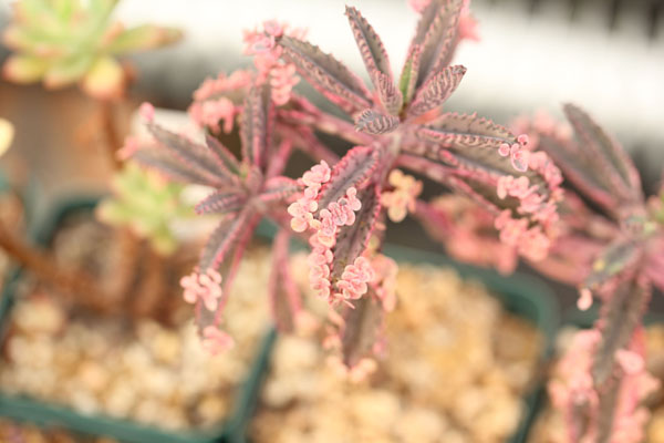 多肉不死鸟的花语,这层含义你知道吗(多肉不死鸟的学名)