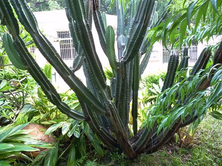 量天尺病害照片